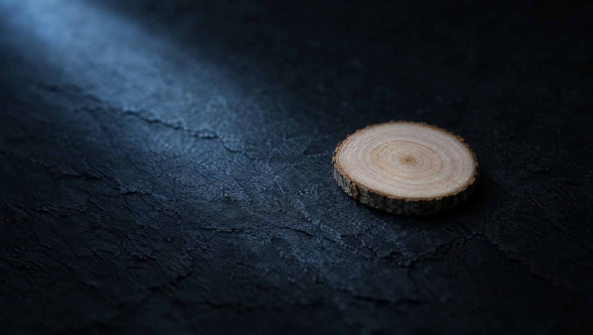 A small slice of a young tree branch showing a few pale growth rings and thin bark, lying on rough dark slate under a soft beam of cool slate-blue light from the upper left.